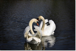 love in calm waters 