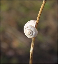 Caracol___ 