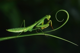 the mantis  