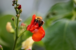 Worker Bee 