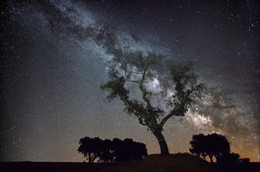 Milky Way Tree 