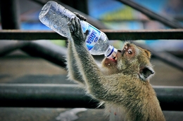 Thirsty Monkey #2 