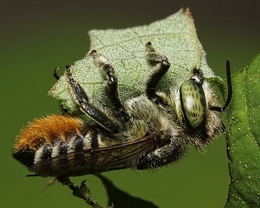 Leaf Cutter Bees 