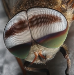 Horsefly 