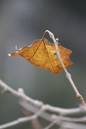 dry leaf 
