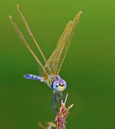 Landing 