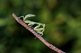 Praying Mantis 