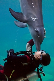 Dolphin Kiss 