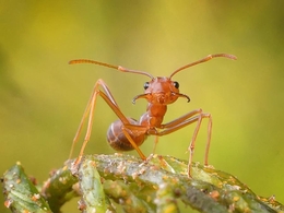 Ant Portrait 