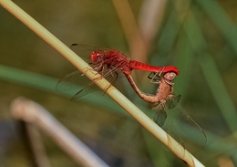 RED DEVIL MAKES LOVE 