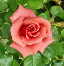 rosa rosa 