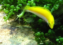 Yellow Wrasse 