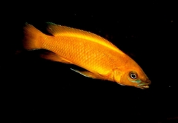 Neolamprologus Leleupi 