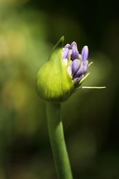 Primavera tardia 