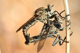 Mating 