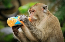 Thirsty Monkey #3 