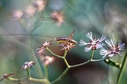 Baby Grasshopper 