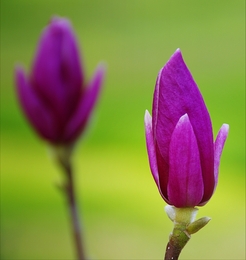 A flor que és, não a que dás. 