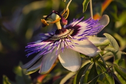 FLOR DE PASSIFLORA ________________ 