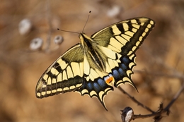 Borboleta cauda de andorinha(Papilio-machaon) 