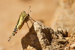 Papilio-machaon 