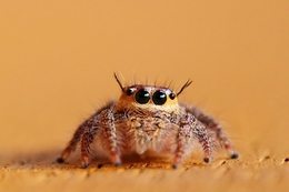 Little jumper 