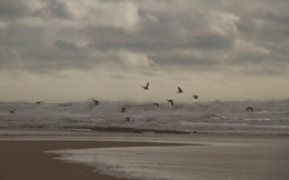 Gaivotas em Terra!! 