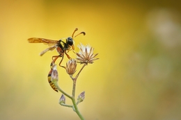 yellow jacket 