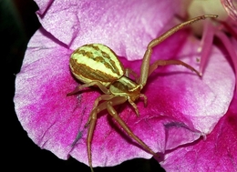 Aranha 