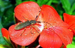 Longhorn beetle 