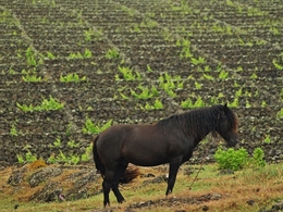 Guardador de vinhas 