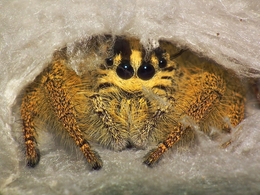 Jumping Spider House 