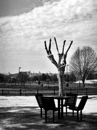 A mesa e a Árvore 