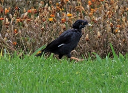 MAINÁ-DE-CRISTA (ACRIDOTHERES CRISTATELLUS) 