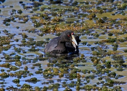 GALEIRÃO DE CRISTA  (RARIDADE) 