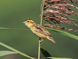 ARCEBISPO SACUDIDO PELO VENTO 