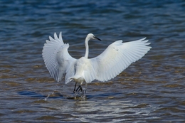 GARÇA-BRANCA-GRANDE  (EGRETTA ALBA) 