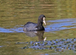 GALEIRÃO-COMUM  (FULICA ATRA) 