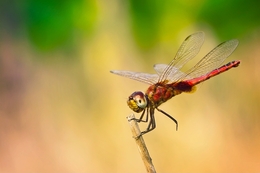 Red Dragon Fly 