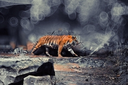 The Tiger and Bokeh 