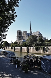 Vedette à Notre Dame 