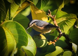 TREPADEIRA-AZUL, Macho,  (SITTA CAESIA) 