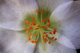 Anteras de uma flor 