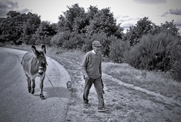 O homem, o burro e o cão 