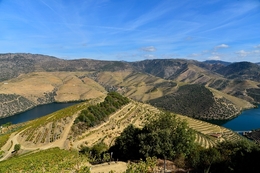 Douro vinhateiro 