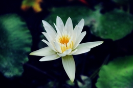 Lotus Flower 