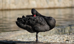 O cisne negro_ 