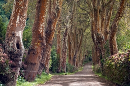 Caminho 