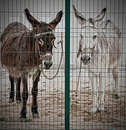 Burro branco, burro preto - H. a Kusturika 