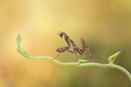 mantis pray 